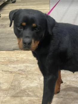 Rottweiler Dogs Available for Adoption - Amara | PetCurious