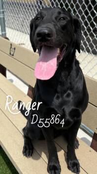 Ranger -  Labrador Retriever Dog for Adoption in Clarksville, Tennessee - Ranger | PetCurious