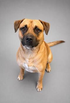 Skinny -  Shepherd and American Bulldog Dog for Adoption in Bowling Green, Kentucky - Skinny | PetCurious