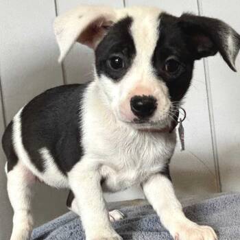 Rescue Mixed Breed Dogs for Adoption in San Francisco, California - Fanny | PetCurious