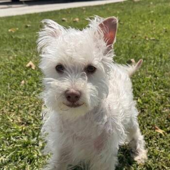 Schnauzer Dogs Available for Adoption in Newport Beach, California - Dorothy | PetCurious