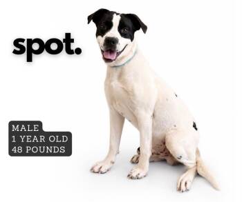 Spot -  Mixed Breed Dog for Adoption in Ashland, Kentucky - Spot | PetCurious