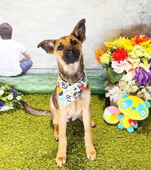 Labrador Retriever and Mixed Breed Dogs Available for Adoption - DAKA | PetCurious