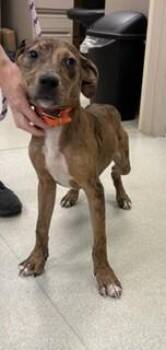 Buck -  Hound Dog for Adoption in Maryville, Tennessee - Buck | PetCurious