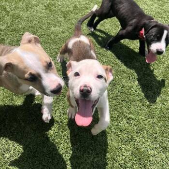 Dos XX -  Pit Bull Terrier Dog for Adoption in Matteson, Illinois - Dos XX | PetCurious