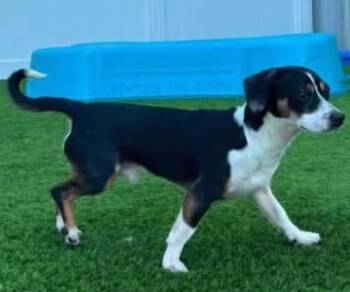 Bounty -  Chihuahua and Dachshund Dog for Adoption in Morrilton, Arkansas - Bounty | PetCurious