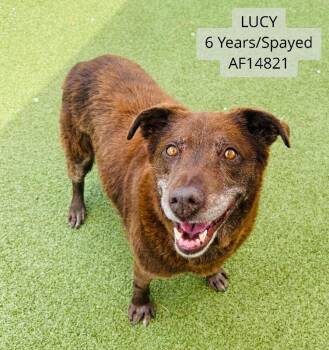 Lucy -  Chocolate Labrador Retriever and Mixed Breed Dog for Adoption - Lucy | PetCurious