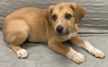 Australian Cattle Dog Blue Heeler Dogs Available for Adoption - Morty | PetCurious