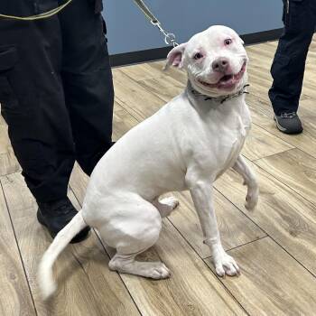 Pit Bull Terrier and Shepherd Dogs Available for Adoption in Newark, New Jersey - Ice Blu | PetCurious
