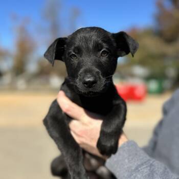 Rescue Labrador Retriever Dogs for Adoption in Columbia, South Carolina - We