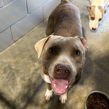 Pit Bull Terrier Dogs Available for Adoption in Amory, Mississippi - Bubba C 060603 | PetCurious