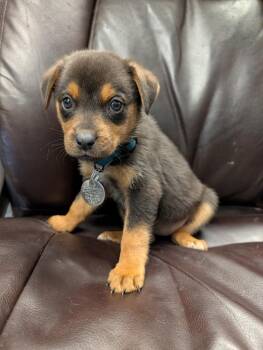 Zest -  Rottweiler and Australian Shepherd Dog for Adoption in Carson City, Nevada - Zest | PetCurious