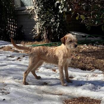 Norfolk Terrier and Wheaten Terrier Dogs Available for Adoption - GOLDIE | PetCurious