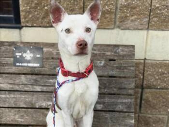 Pit Bull Terrier and Mixed Breed Dogs Available for Adoption - FISH | PetCurious