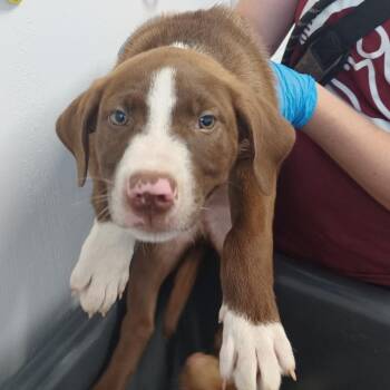 Bon Jovi -  Labrador Retriever and Australian Shepherd Dog for Adoption in Hattiesburg, Mississippi - Bon Jovi | PetCurious