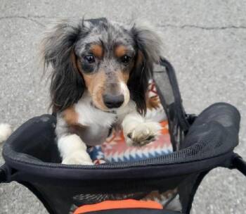CAMP -  Miniature Dachshund Dog for Adoption in Georgetown, Kentucky - CAMP | PetCurious