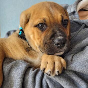 Roscoe -  Mixed Breed Dog for Adoption in Belfair, Washington - Roscoe | PetCurious