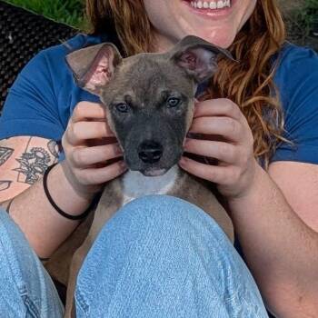 Grover -  Terrier Dog for Adoption in Dallas, Texas - Grover | PetCurious