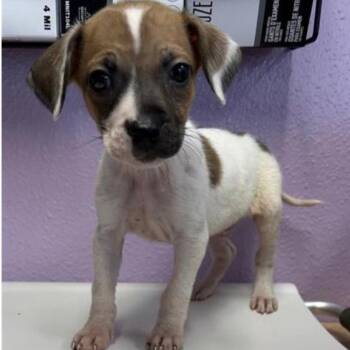 Mixed Breed Dogs Available for Adoption - Marble Cake | PetCurious