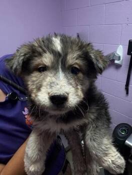 Mixed Breed Dogs Available for Adoption in El Paso, Texas - Butter* | PetCurious