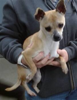 Chihuahua Dogs Available for Adoption in Salinas, California - SCOTTY | PetCurious