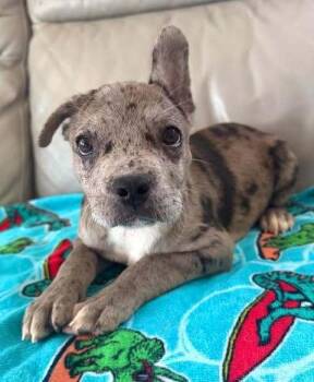 Nellie -  French Bulldog Dog for Adoption in Denver, Colorado - Nellie | PetCurious