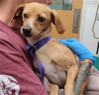 KITTY -  Chihuahua and Mixed Breed Dog for Adoption in Albuquerque, New Mexico - KITTY | PetCurious