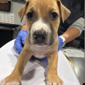 Hampton -  Hound and Mixed Breed Dog for Adoption in Tampa, Florida - Hampton | PetCurious