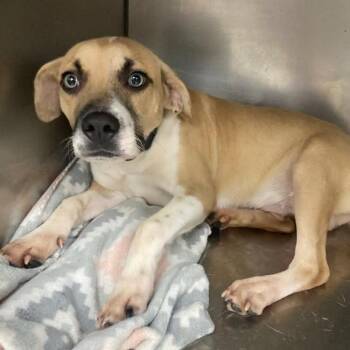Jimmy -  Mixed Breed Dog for Adoption in Fredericksburg, Virginia - Jimmy | PetCurious