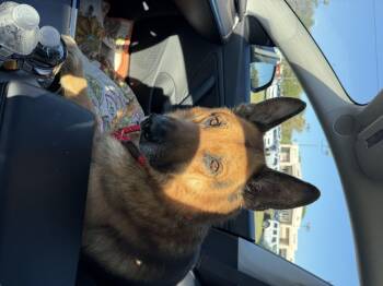 Rescue German Shepherd Dog Dogs for Adoption in Hendersonville, Tennessee - Remi | PetCurious