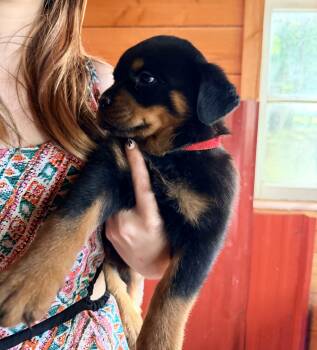 Rottweiler Dogs Available for Adoption in Colton, Oregon - Puppy 2 Male | PetCurious