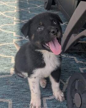 Shepherd Dogs Available for Adoption in Clearwater, Florida - Angus | PetCurious