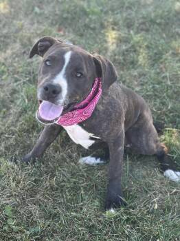 Rescue Pit Bull Terrier Dogs for Adoption in Wapakoneta, Ohio - Latte