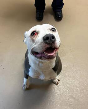 Poppi -  Mixed Breed Dog for Adoption in Nashville, Tennessee - Poppi | PetCurious