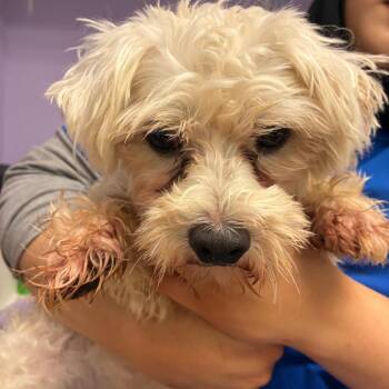 Additudes -  Maltese Dog for Adoption in Northbrook, Illinois - Additudes | PetCurious