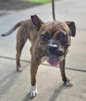 Boxer and Mixed Breed Dogs Available for Adoption in Dayton, Ohio - JAZZA | PetCurious