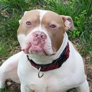Sugar Ray -  Pit Bull Terrier Dog for Adoption in Lenexa, Kansas - Sugar Ray | PetCurious