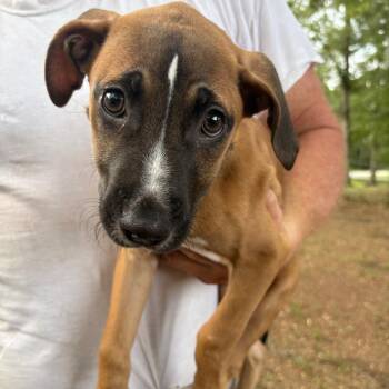 Rafe -  Mixed Breed Dog for Adoption in Milton, Florida - Rafe | PetCurious
