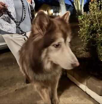 Siberian Husky Dogs Available for Adoption - Pavarotti  | PetCurious