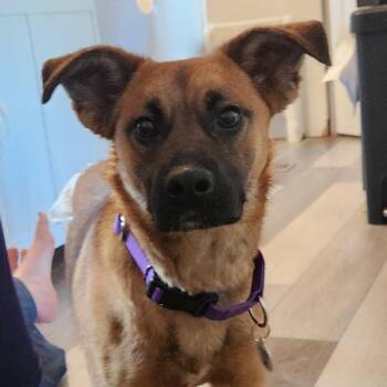 Black Mouth Cur Dogs Available for Adoption - Caramel | PetCurious