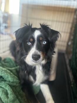 Australian Shepherd Dogs Available for Adoption in Elk River, Minnesota - Oscar | PetCurious