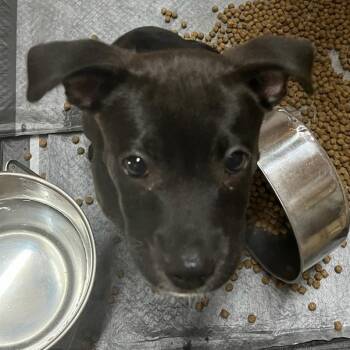 Precious -  Mixed Breed and Black Labrador Retriever Dog for Adoption in Durant, Oklahoma - Precious | PetCurious