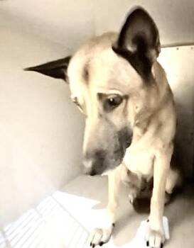 A661091 -  German Shepherd Dog Dog for Adoption in Houston, Texas - A661091 | PetCurious