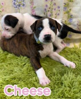 Cheese -  American Staffordshire Terrier Dog for Adoption in Sedalia, Colorado - Cheese | PetCurious