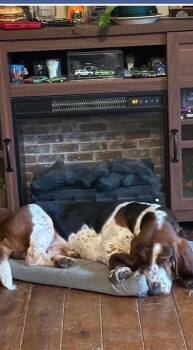 WATSON -  Basset Hound Dog for Adoption in Rossford, Ohio - WATSON | PetCurious