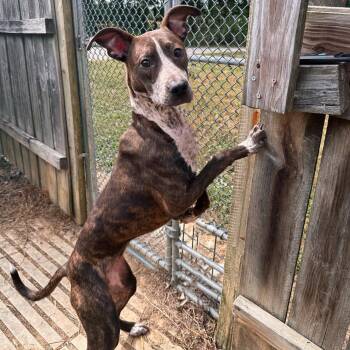Maeve -  Terrier and Cattle Dog Dog Available for Adoption in Mount Vernon, Indiana - Maeve | PetCurious