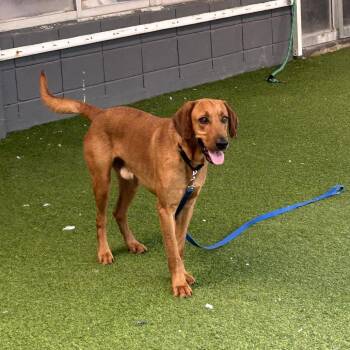 Redbone Coonhound Dogs Available for Adoption - Rusty | PetCurious