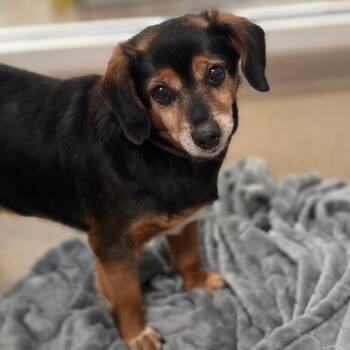 Beagle Dogs Available for Adoption in Chatham, Virginia - Cheeseburger | PetCurious