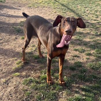 Doberman Pinscher Dogs Available for Adoption - Penny | PetCurious