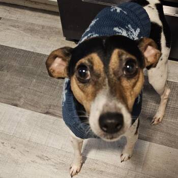JR -  Jack Russell Terrier and Mixed Breed Dog for Adoption in Olathe, Kansas - JR | PetCurious